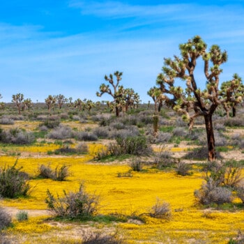 Joshua Tree California wildflower superbloom (Image: Shutterstock)