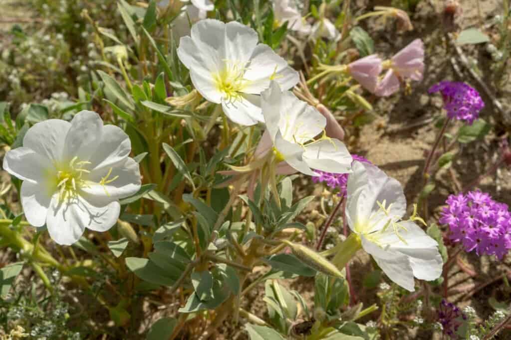 Desert Primrose wildflowers