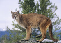 Are You RV Camping Near Mountain Lions?