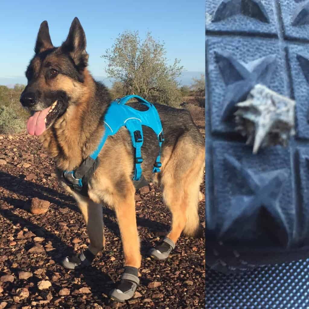 thorn on dog boots in desert