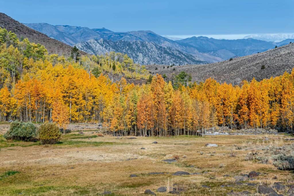 Eastern Sierra Nevada fall foliage