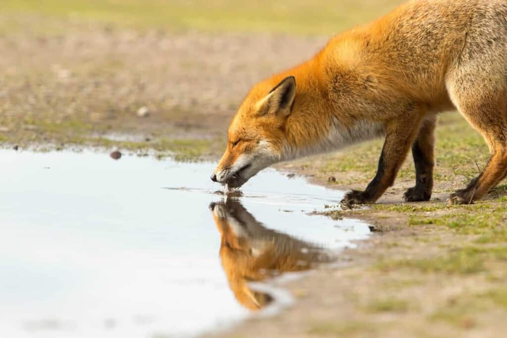 This fox could be drinking contaminated RV gray water. (Image: Shutterstock)