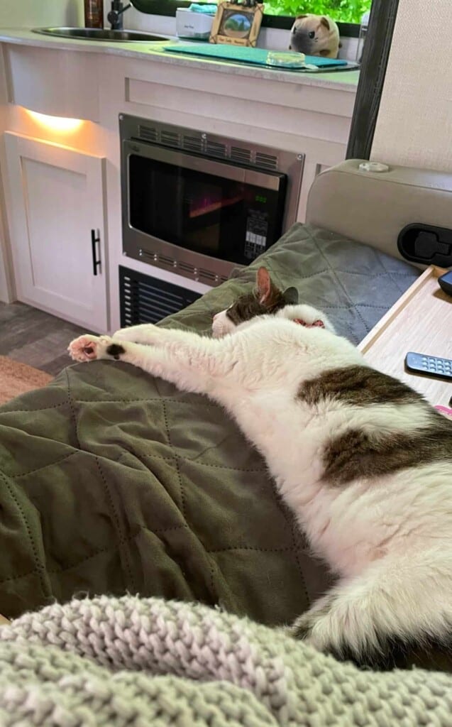 r-pod RP-202 couch with RVing cat (Image with permission: Sky Arvin)