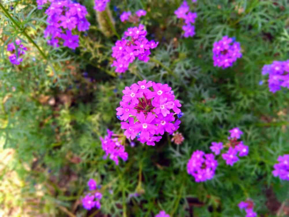 Abronia villosa is a species of sand-verbena (Image: Shutterstock)