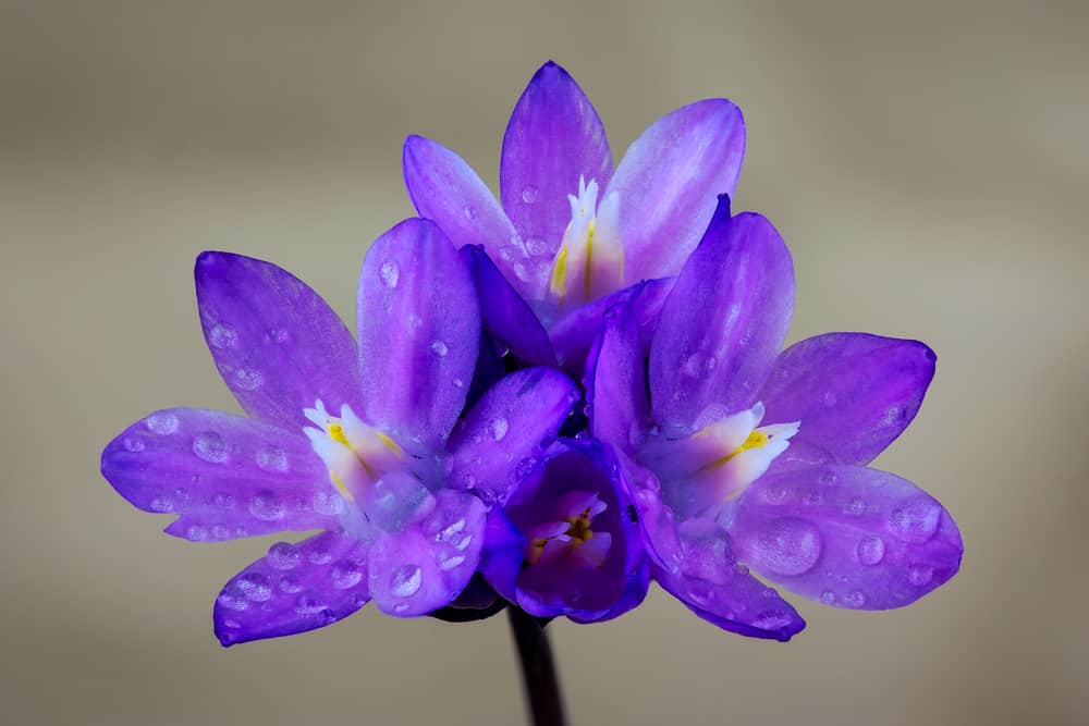 Wild Hyacinth (Dichelostemma capitatum), Santa Susana Mountains, California. (Image: Shutterstock)